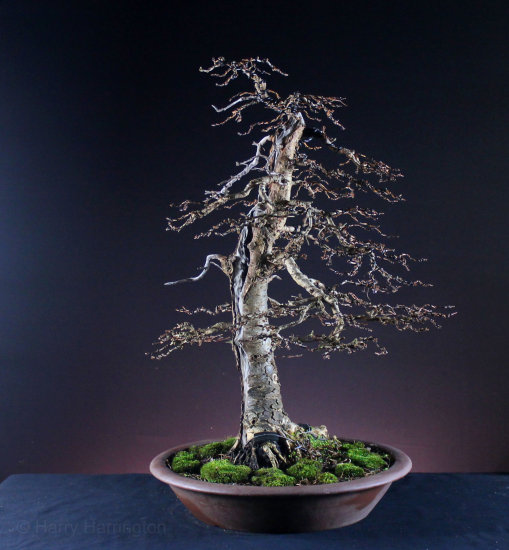 Larch Bonsai Carving and Styling 